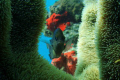   Attractive demoiselle dancing under light reef  